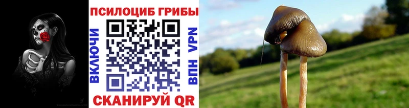 Псилоцибиновые грибы Psilocybine cubensis  наркотики  shop какой сайт  Унеча 